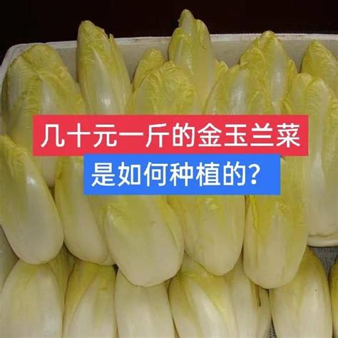 金玉蘭種植|60元一斤的金玉蘭菜如何種植，陽台種植用什麼方法？。